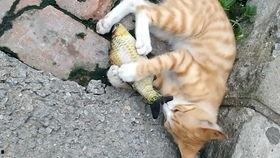 猫吃鱼的视频,猫咪品尝鲜鱼视频集锦
