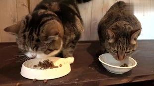 猫吃鱼的视频,猫咪品尝鲜鱼视频集锦