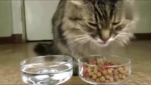 猫吃鱼的视频,猫咪品尝鲜鱼视频集锦
