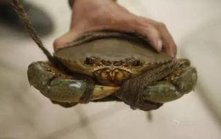 青蟹视频,视频带你领略海鲜盛宴