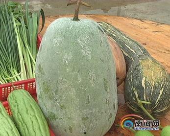 今日南宁瓜菜批发贵吗,南宁瓜菜批发价格行情分析