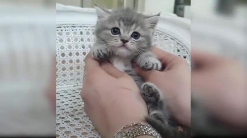 关于小猫的视频,小猫的欢乐时光