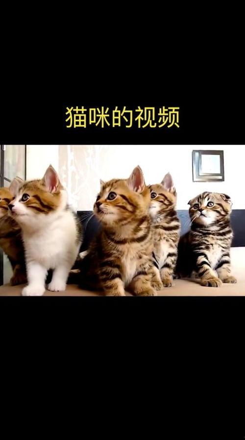 关于小猫的视频,小猫的欢乐时光