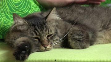 关于小猫的视频,小猫的欢乐时光