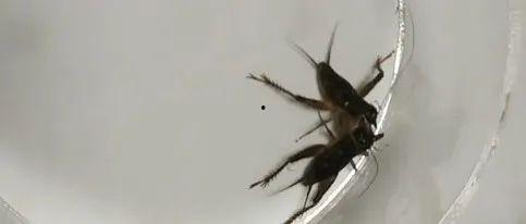 斗虫视频,揭秘昆虫世界里的激战传奇