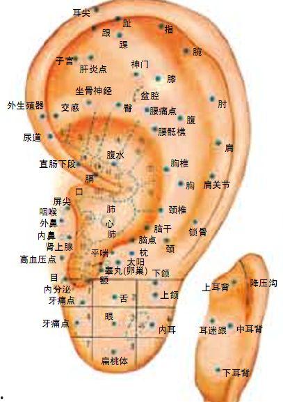 耳穴视频,揭秘耳穴养生奥秘