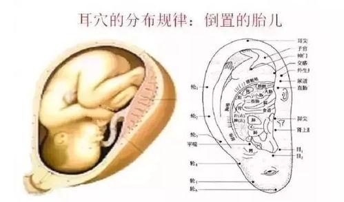 耳穴视频,揭秘耳穴养生奥秘