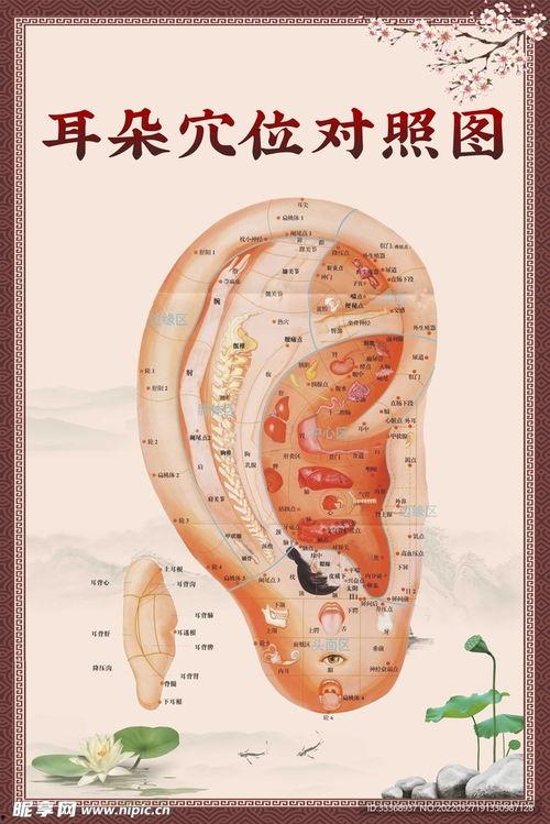 耳穴视频,揭秘耳穴养生奥秘