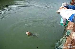 钓花鲢视频,视频教学带你轻松上钩