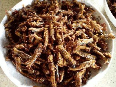 捉蚂蚱视频,跟随视频学习捉蚂蚱技巧