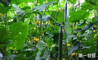 黄瓜种植技术视频,从播种到收获的全程指导