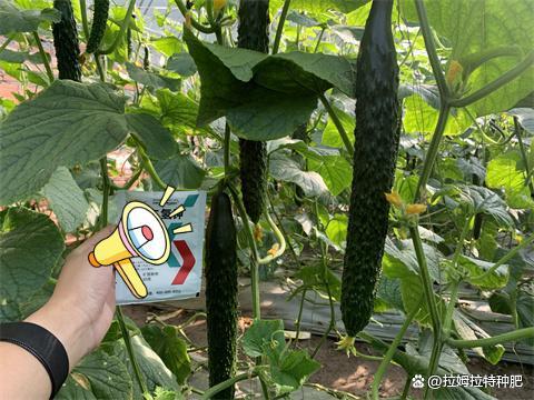黄瓜种植技术视频,从播种到收获的全程指导