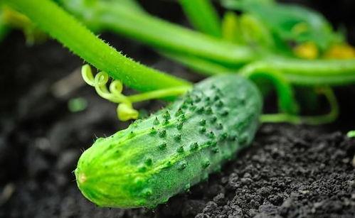 黄瓜种植技术视频,从播种到收获的全程指导