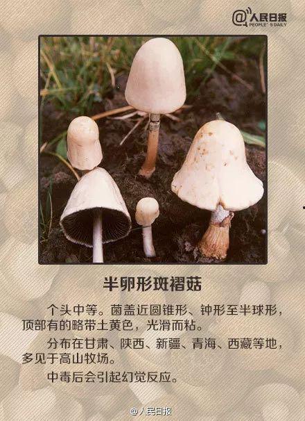 毒蘑菇的视频,视频揭示致命真菌的真相