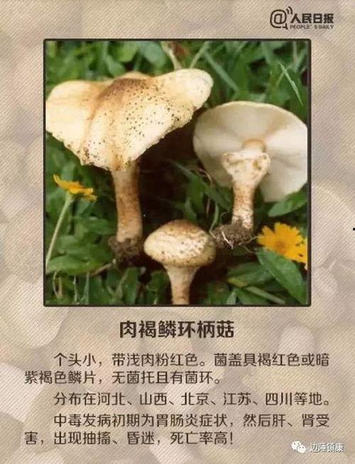毒蘑菇的视频,视频揭示致命真菌的真相