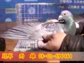 鸽子比赛视频,揭秘鸽子比赛精彩瞬间