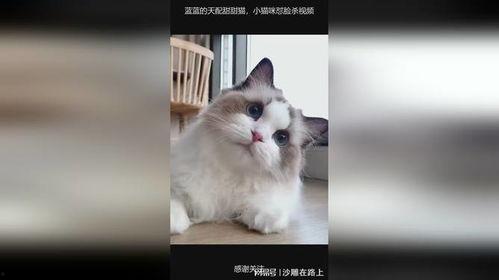 猫猫小视频,猫猫小视频里的欢乐时光