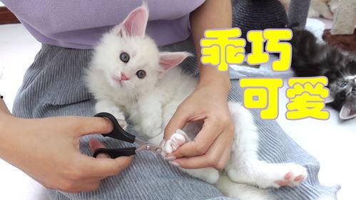 猫猫小视频,猫猫小视频里的欢乐时光