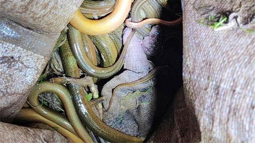 夹黄鳝视频,轻松捕捉美味佳肴