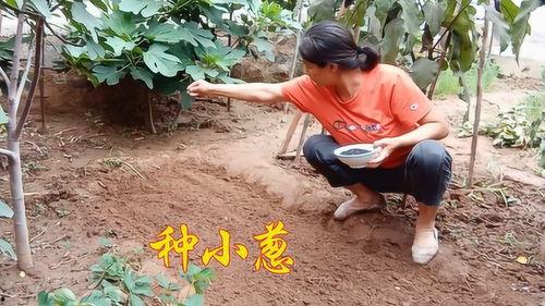 小葱种植视频,从播种到收获的实用教程
