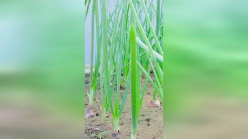 小葱种植视频,从播种到收获的实用教程