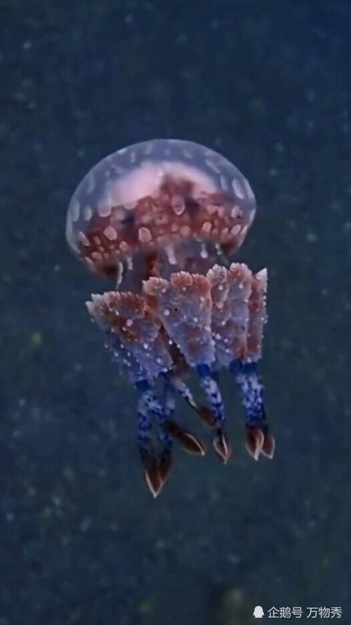 水母视频高清,高清水母视频背后的神秘世界