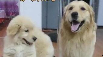 狗宝宝视频,狗宝宝视频集锦