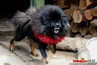藏獒的视频,草原霸主风采再现