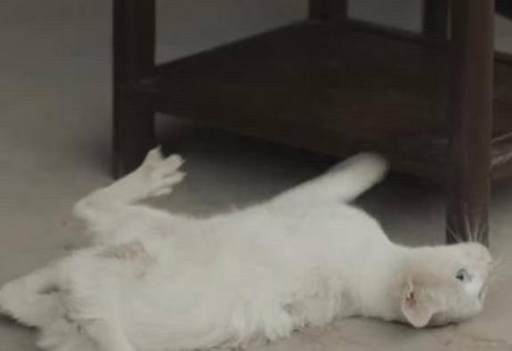 给猫打针视频,专业兽医操作教学