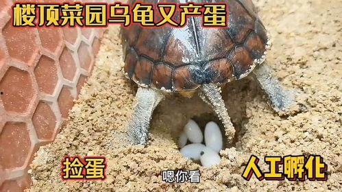 乌龟蛋孵化视频,见证生命的奇迹