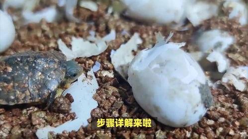 乌龟蛋孵化视频,见证生命的奇迹