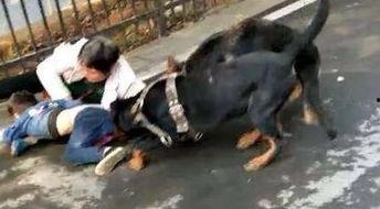 狗狗咬人视频,揭秘背后的原因与防范措施