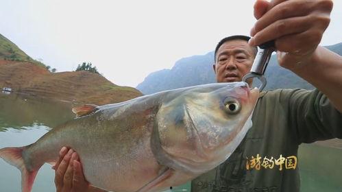 底钓鲢鳙视频,视频教学带你轻松捕捞