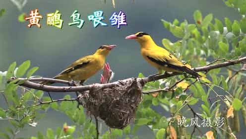 黄鹂视频,探寻自然之美，感受生命律动