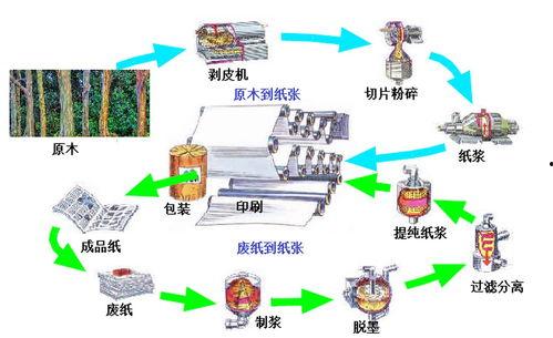 造纸过程视频,从原料到成品的一站式观察