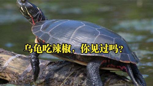 乌龟跳舞视频,萌态十足，网友直呼“萌化人心”