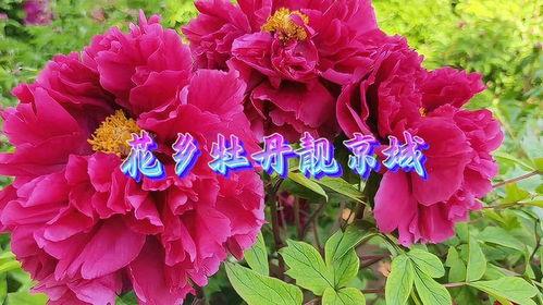 牡丹花视频,视频中的国色天香瞬间