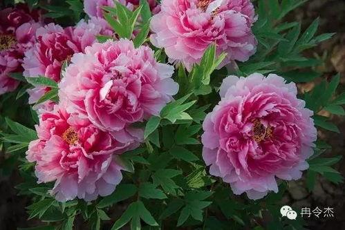 牡丹花视频,视频中的国色天香瞬间