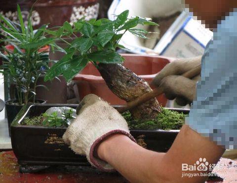 盆景制作视频教程,视频教学全解析