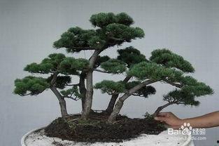 盆景制作视频教程,视频教学全解析