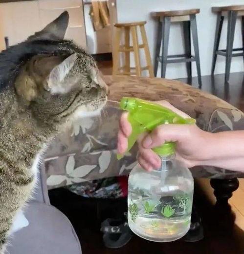 关于猫咪的视频,猫咪视频趣味盘点