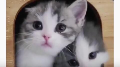 关于猫咪的视频,猫咪视频趣味盘点