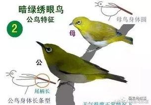 母绣眼鸟大叫视频,自然界的和谐旋律