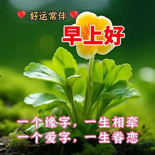 早上好视频图片,探索“早上好”视频的视觉魅力