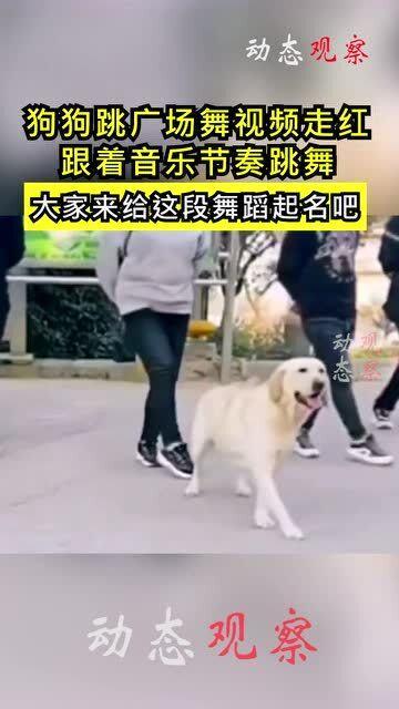 狗狗跳舞视频,狗狗欢快舞蹈瞬间集锦