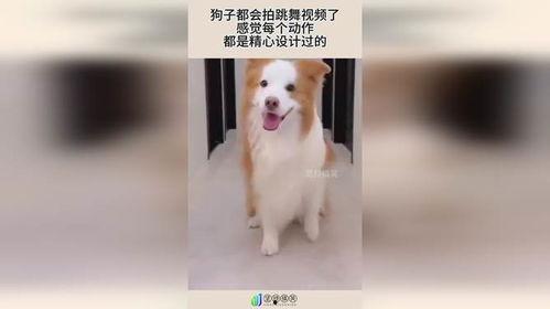 狗狗跳舞视频,狗狗欢快舞蹈瞬间集锦