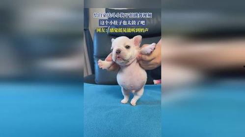 狗狗跳舞视频,狗狗欢快舞蹈瞬间集锦