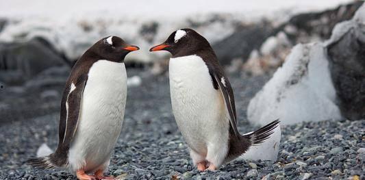 人和人交配视频