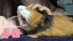 荷兰猪视频,可爱瞬间大盘点