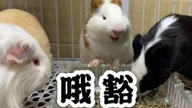 荷兰猪视频,可爱瞬间大盘点